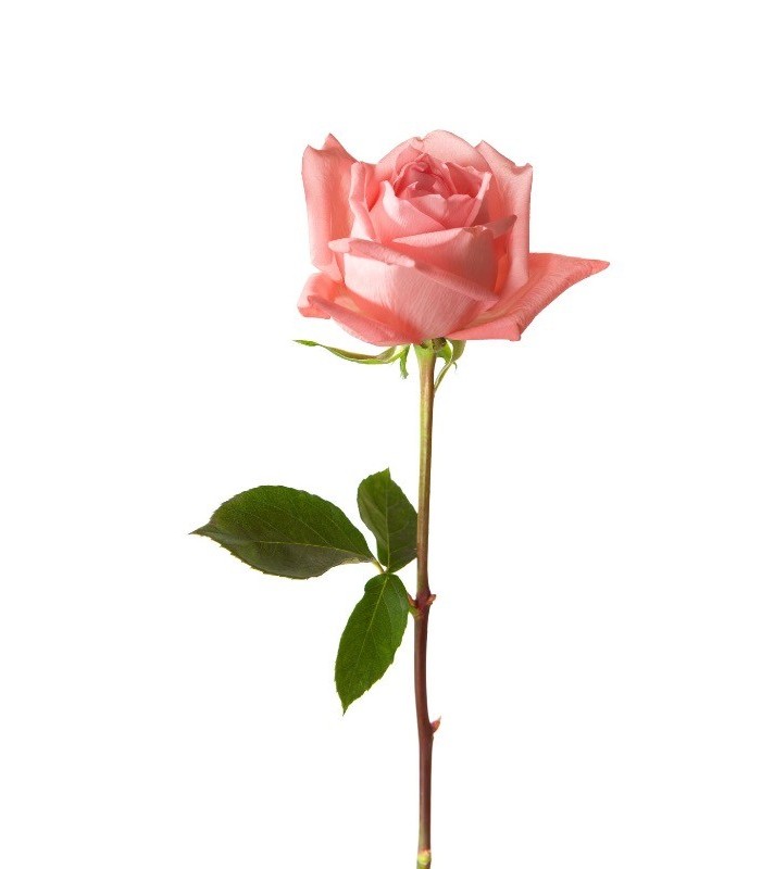 Rose Rose Pale - Boulevard des Fleurs